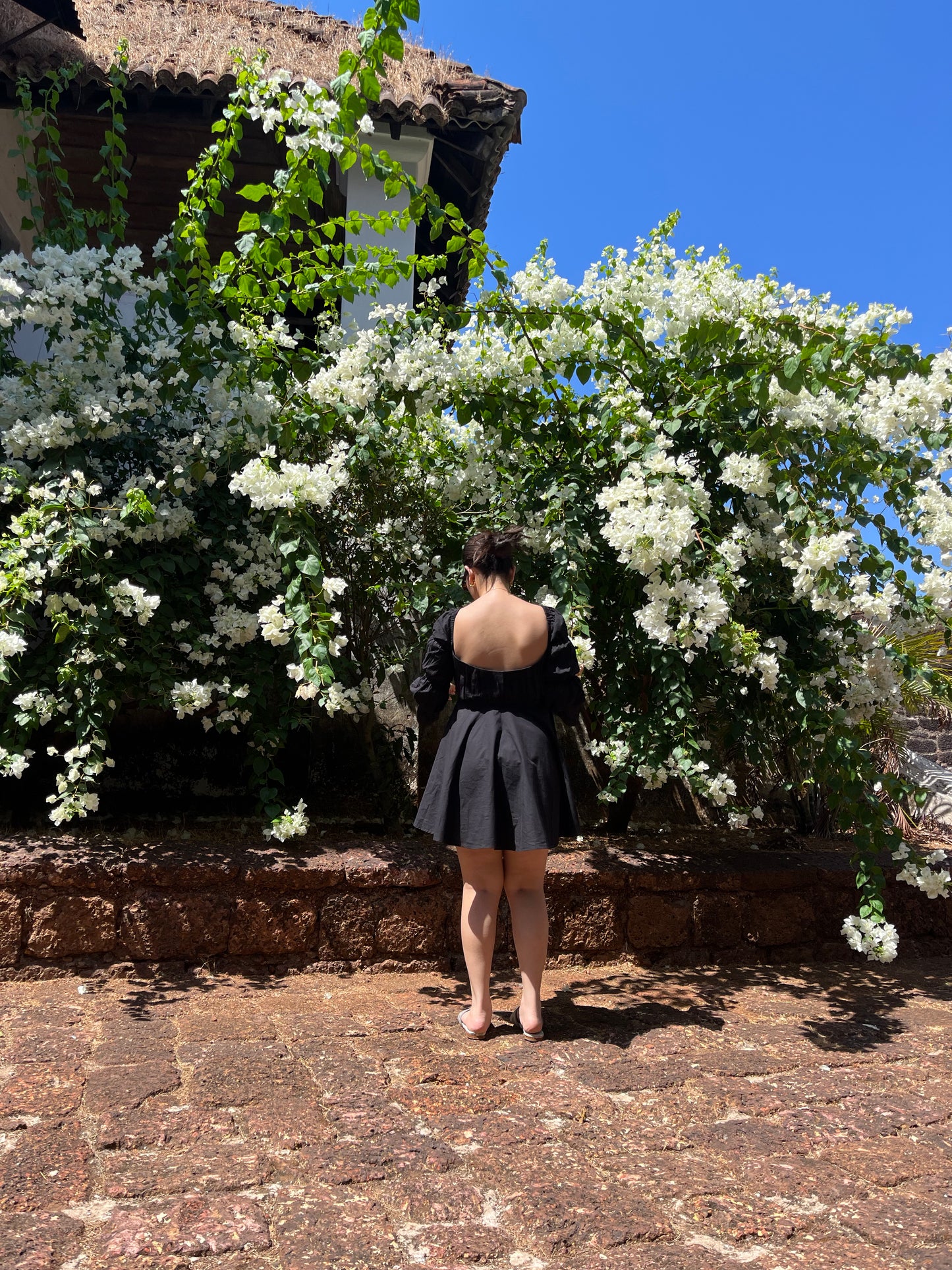 Daisy - Midnight Black