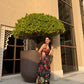 Arina Dress