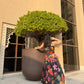 Arina Dress